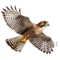 close-up captures a sparrowhawk in mid-flight, wings elegantly tucked in as it navigates through open skies. The bird displays stunning patterns and colors against a stark white backdrop. photo