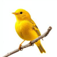 yellow warbler perches on a slender branch, its vivid yellow feathers contrasting beautifully against a stark white background, revealing its intricate patterns and charm. photo