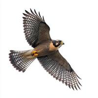 majestic sparrowhawk displays its remarkable agility and distinct markings while flying, wings tucked in, isolated beautifully against a blank white canvas. photo