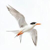little tern soars effortlessly through the air, its pointed wings outstretched and forked tail trailing behind. This delicate bird embodies freedom and grace against a pristine backdrop. photo
