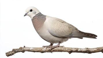 collared dove stands calmly on a branch, its delicate grey feathers elegantly displayed. The stark white background emphasizes its graceful form and peaceful presence. photo