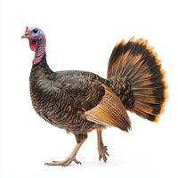 striking turkey walks gracefully, displaying its vivid wattle and impressive tail feathers in vibrant detail, highlighted against a clean white background. photo
