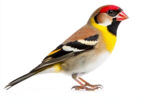 European goldfinch sits elegantly, displaying its dazzling red face and distinctive black-and-yellow wings. This striking bird captivates the viewer with its beauty and charm. photo