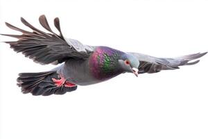 vibrant pigeon flaps its wings vigorously as it glides effortlessly, showcasing its beauty in a striking display of flight against a white canvas. photo