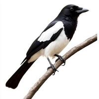 delightful magpie stands on a branch, its vibrant black and white plumage shimmering beautifully. The bird's attentive posture invites admiration from all who see it. photo