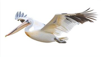 majestic pelican glides effortlessly, its expansive wings stretched wide and long beak leading the way. The bird captures a moment of freedom and beauty in flight. photo