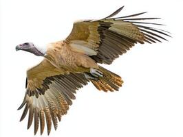 vulture takes to the skies, its broad wings spread wide as it glides effortlessly. The stunning bird embodies grace and strength in its flight on a pristine background. photo