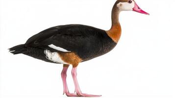 black-bellied whistling duck poses elegantly near a water source, highlighting its striking features, including a long neck and pink legs, in a serene setting. photo
