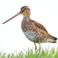 striking bird, a Wilson's snipe, stands amidst lush green grass, its long slender beak perfectly adapted for foraging photo