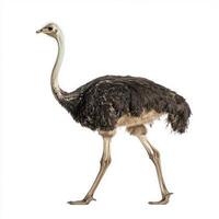 ostrich strides forward, showcasing its impressive long neck and legs against a pristine white backdrop, highlighting its unique beauty and grace. photo
