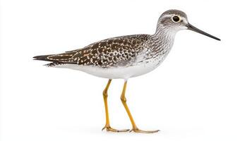 lesser yellowlegs is captured in a moment of stillness, elegantly poised with its long legs submerged in shallow water, highlighting its graceful form and unique features. photo