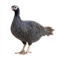 close-up showcases a guineafowl displaying its unique spotted feathers and small head, perfectly isolated on a bright white background, emphasizing its unique features. photo