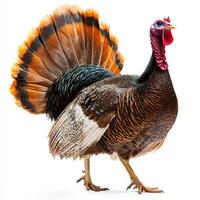 striking turkey showcases its colorful wattle and majestic tail feathers while walking proudly on a smooth white surface, highlighting its natural beauty. photo