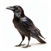 striking raven showcases its glossy black plumage and sharp beak, standing tall on a seamless white background, embodying the beauty of avian life. photo