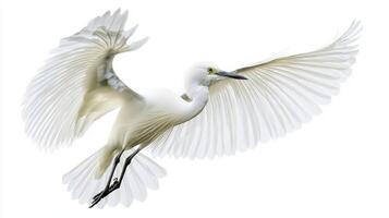 little egret elegantly flies with its wings spread wide, showcasing its stunning white plumage. The bird glides effortlessly, embodying the beauty of nature in motion. photo