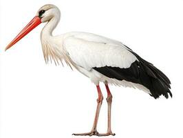 solitary stork stands on one leg, elegantly balancing with its long neck and beak pointed downward, embodying serenity against a stark white background. photo