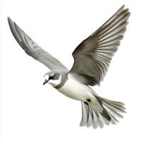 white-faced storm petrel glides effortlessly through the air, its wings fully extended, highlighting the contrast of its gray body and distinct white face photo