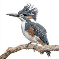 striking belted kingfisher perches on a branch, its sharp beak and vibrant plumage beautifully displayed against a stark white background, highlighting its elegant features. photo