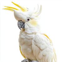 striking sulphur-crested cockatoo perches elegantly, displaying its eye-catching crest and white feathers. Its inquisitive gaze captivates against the minimal backdrop. photo