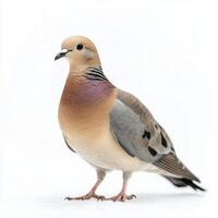 stunning dove stands elegantly on a clean white background, revealing its soft brown plumage and delicate small beak, embodying peace and tranquility. photo