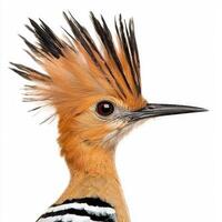 vibrant hoopoe stands proudly, displaying its elaborate crest and sharp beak, captivating viewers with its striking features and colors in a minimalistic setting. photo