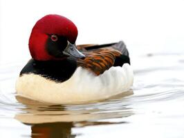 stunning bird floats effortlessly on calm waters, showcasing its vibrant red head and contrasting black-and-white feathers in a serene setting, capturing the essence of natural beauty. photo