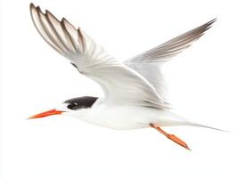 Soaring with precision, the common tern exhibits its distinctive pointed wings and long tail feathers, embodying the essence of avian grace. A stunning display of flight amid simplicity. photo