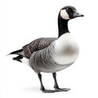 barnacle goose stands gracefully on the shore, its black-and-white head and neck contrasting beautifully against the soft background, highlighting its elegant form. photo