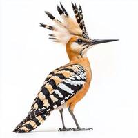striking hoopoe stands proudly, its colorful feathers and distinctive crest creating an eye-catching silhouette. This curious bird captures attention effortlessly. photo