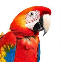 striking scarlet macaw stands proudly, displaying its brilliant feathers of red, blue, and yellow, set against a stark white backdrop. The details capture its vibrant beauty. photo