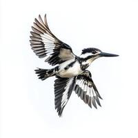 majestic pied kingfisher hovers effortlessly, its sharp beak poised for action. The bird's stunning black-and-white feathers create a beautiful contrast against the clean backdrop. photo