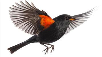 blackbird takes flight with its wings fully extended, highlighting its striking colors. The bird's dynamic pose captures the essence of freedom and beauty in nature. photo
