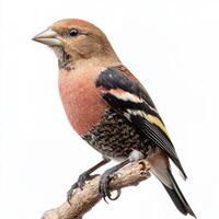 A stunning white-winged crossbill sits on a branch, displaying its bright red and black plumage. This striking bird is known for its distinctive crossed bill, perfect for seed foraging. photo