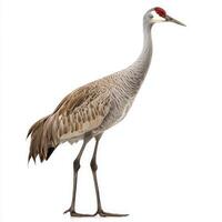 majestic sandhill crane stands poised with its long neck elegantly extended. The vivid red patch on its forehead contrasts beautifully with its gray plumage, captivating all who observe. photo