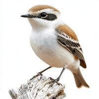 northern wheatear perches elegantly on a branch, its white and brown feathers contrasting beautifully with a plain white background, highlighting its delicate features. photo