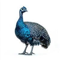 guineafowl stands proudly, its striking spotted plumage vividly contrasting with the blank white backdrop, emphasizing its delightful characteristics and elegance. photo