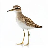 least sandpiper stands calmly near the water's edge, its small body and short legs perfectly visible as it explores its environment with curiosity and grace. photo