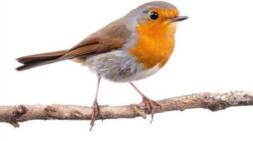 European robin stands gracefully on a slender branch, showcasing its vibrant orange chest and soft grey feathers, set in a minimalistic backdrop. photo