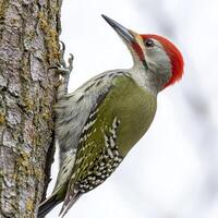 close-up captures a European green woodpecker as it clings to a tree trunk, showcasing its brilliant green and red feathers against a soft, white background. photo