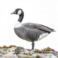 barnacle goose poses elegantly, its distinctive black-and-white head and neck contrasting beautifully with the tranquil environment, embodying nature's artistry. photo