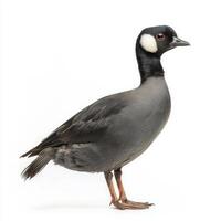 Eurasian coot poses elegantly, exhibiting its dark body and unique white forehead, capturing the essence of avian beauty in isolation. photo