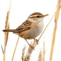 charming marsh wren, with its rounded body and intricate brown plumage, perches elegantly on a reed, highlighting its natural beauty against a stark white backdrop. photo