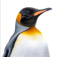 majestic king penguin stands tall, adorned with striking yellow neck feathers. Its proud posture and sleek body highlight the elegance of this remarkable bird against the pure white backdrop. photo