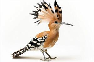 Standing proudly, the hoopoe flaunts its elaborate crest of feathers, a testament to its striking beauty and distinctive coloration, capturing attention in this striking portrait. photo