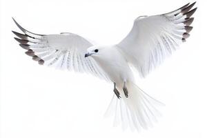 stunning kite bird glides effortlessly through the air, its sharp wings and long tail feathers fully extended, embodying the beauty of flight and freedom against a pure white background. photo