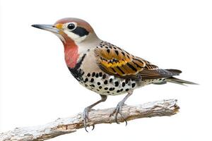 northern flicker stands gracefully on a branch, displaying its vibrant brown and black-spotted feathers. The isolation against a white background highlights its unique beauty and details. photo