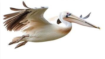 Soaring through the air, a pelican demonstrates its magnificent wingspan and elongated beak, embodying the essence of avian grace over a stark white background. photo