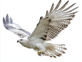 striking harpy eagle glides effortlessly through the air, its impressive wings fully extended, showcasing the beauty and power of this magnificent bird of prey in flight. photo