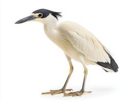 black-crowned night heron stands with its neck gently tucked, displaying its captivating white and black feathers in a serene manner, seemingly frozen in time. photo