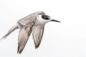 sooty tern glides effortlessly, its sharp wings slicing through the air as its contrasting plumage catches the light. The striking elegance of its flight captivates the viewer. photo